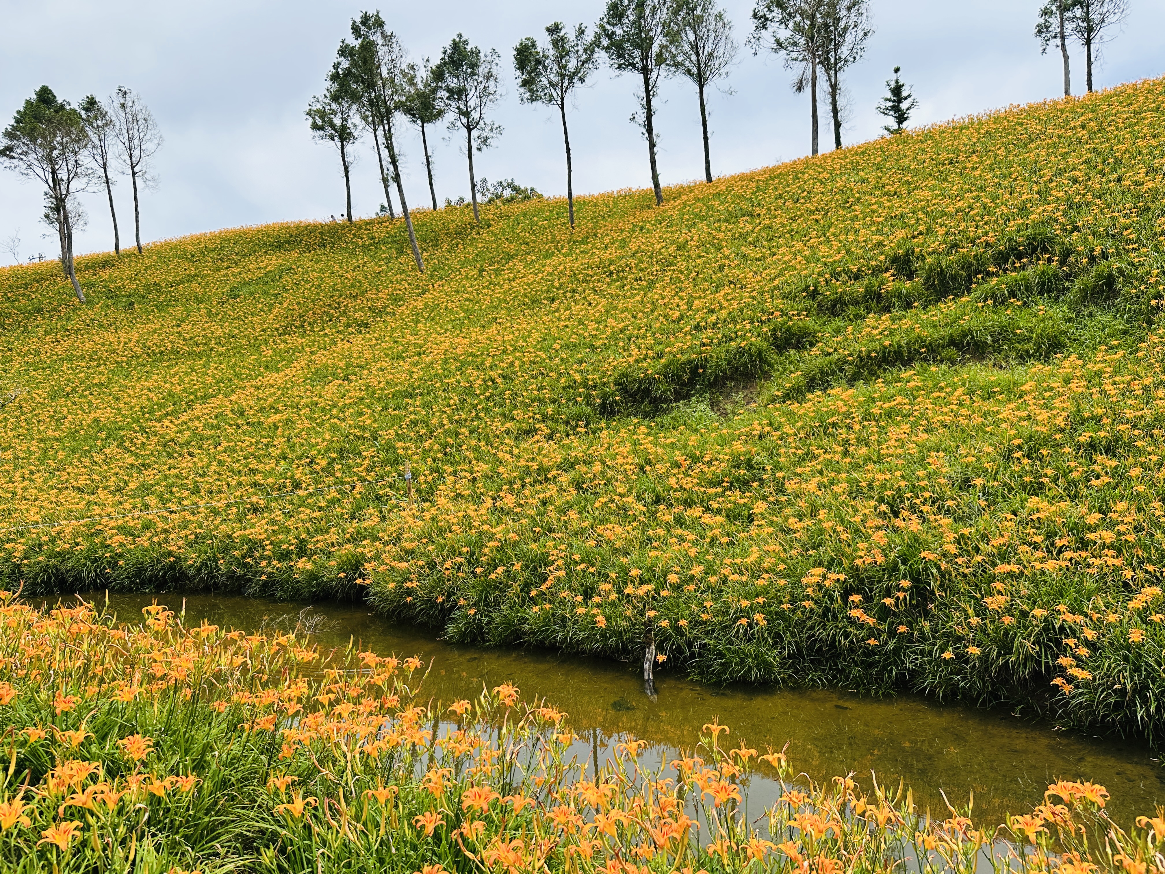 2025赤科山金針花季一日遊｜花海拍照秘境、窯燒金針體驗＋加