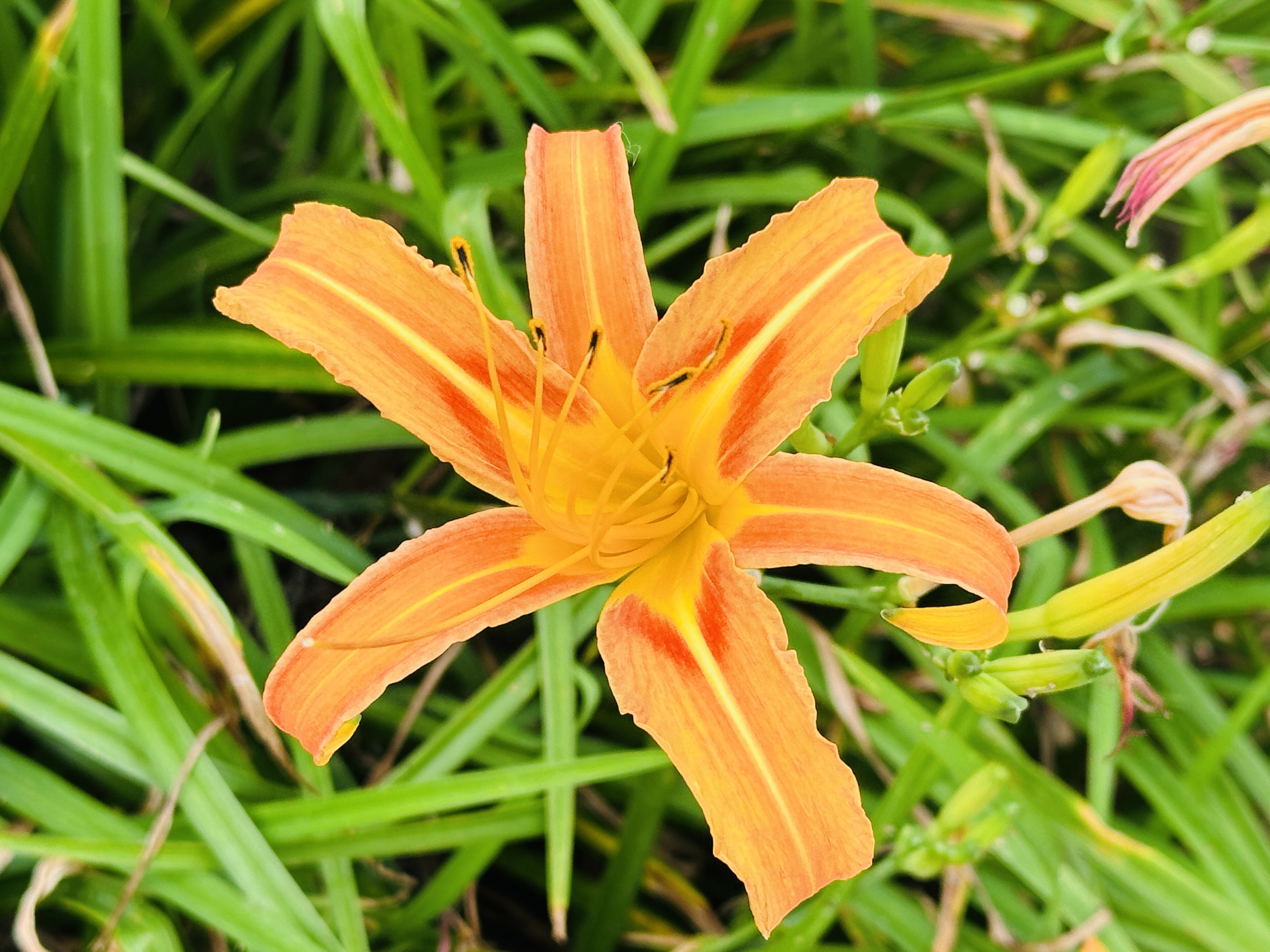 2025赤科山金針花季一日遊｜花海拍照秘境、窯燒金針體驗＋加