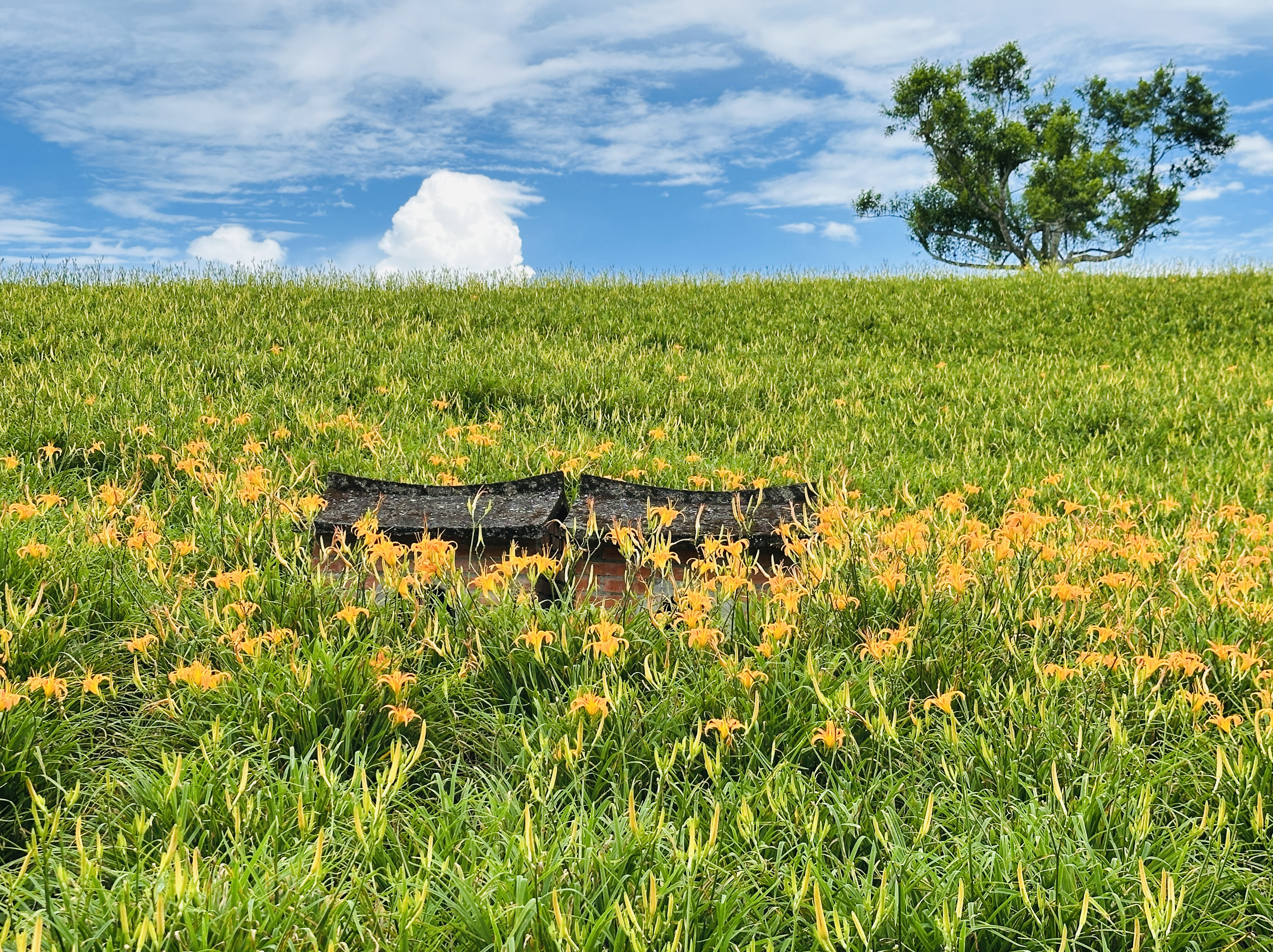 2025赤科山金針花季一日遊｜花海拍照秘境、窯燒金針體驗＋加