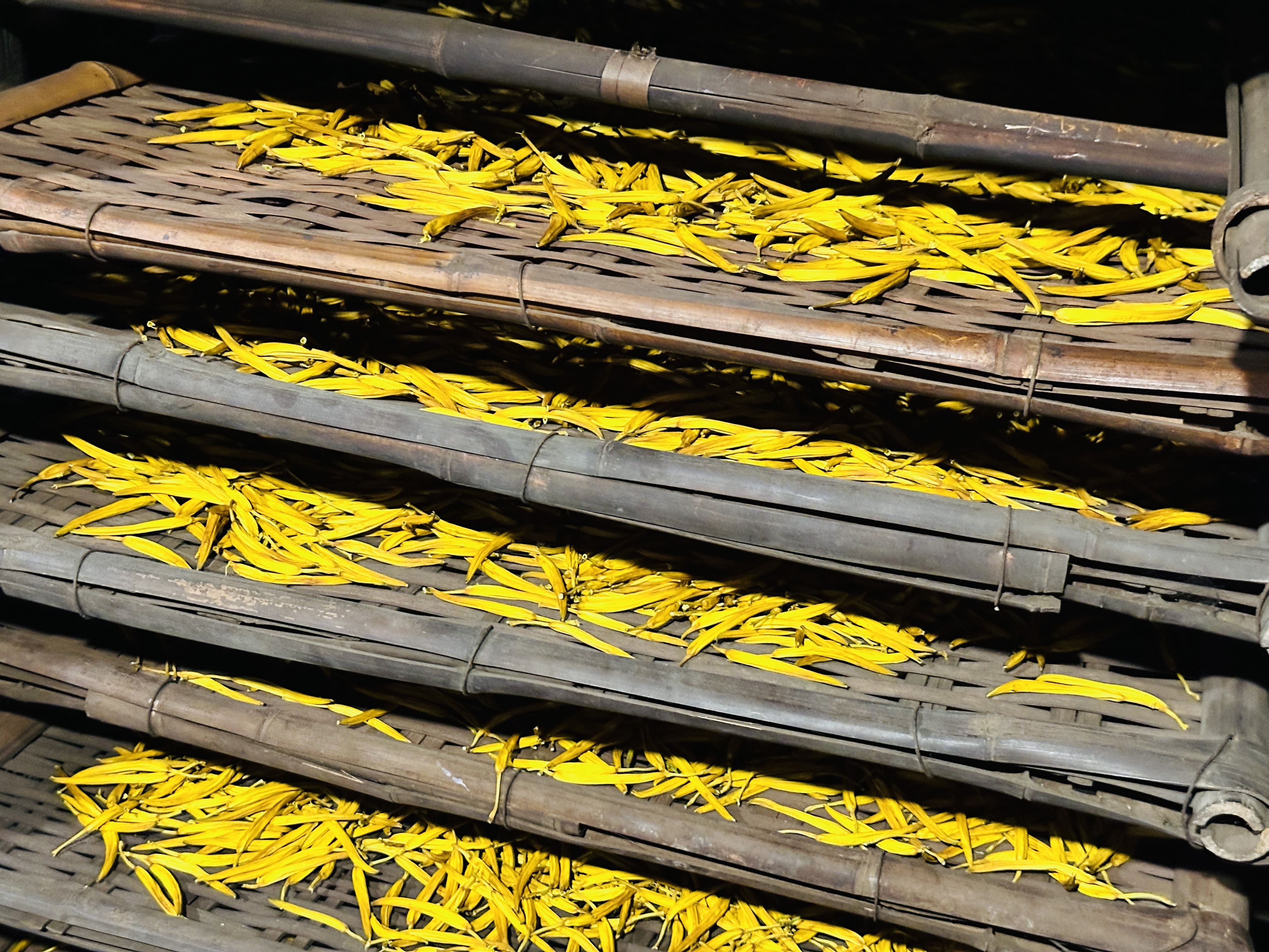 2025赤科山金針花季一日遊｜花海拍照秘境、窯燒金針體驗＋加