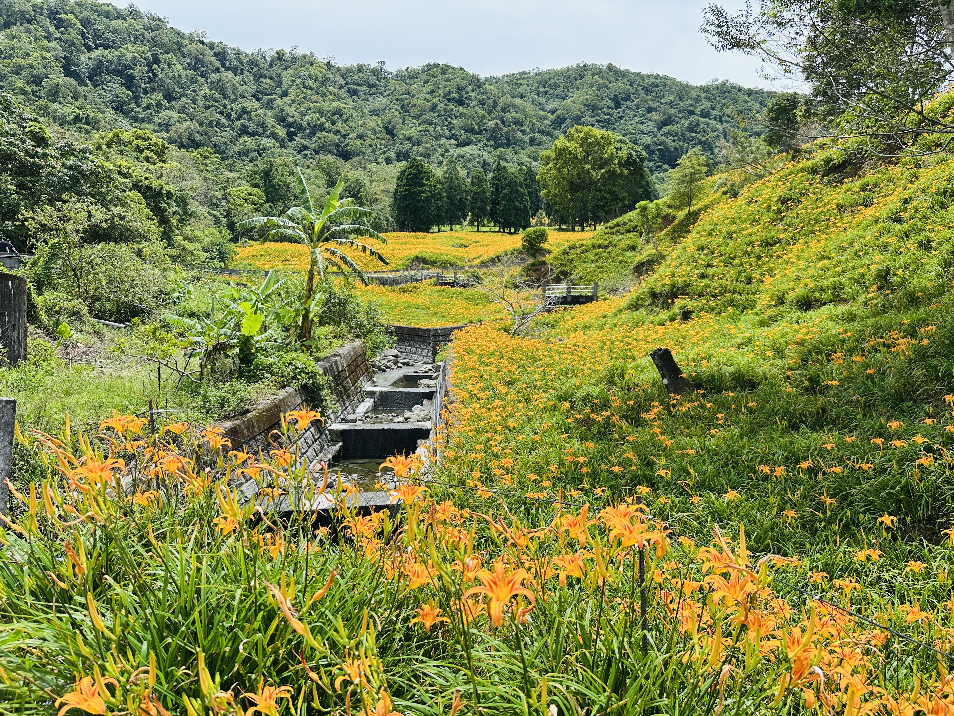 2025赤科山金針花季一日遊｜花海拍照秘境、窯燒金針體驗＋加