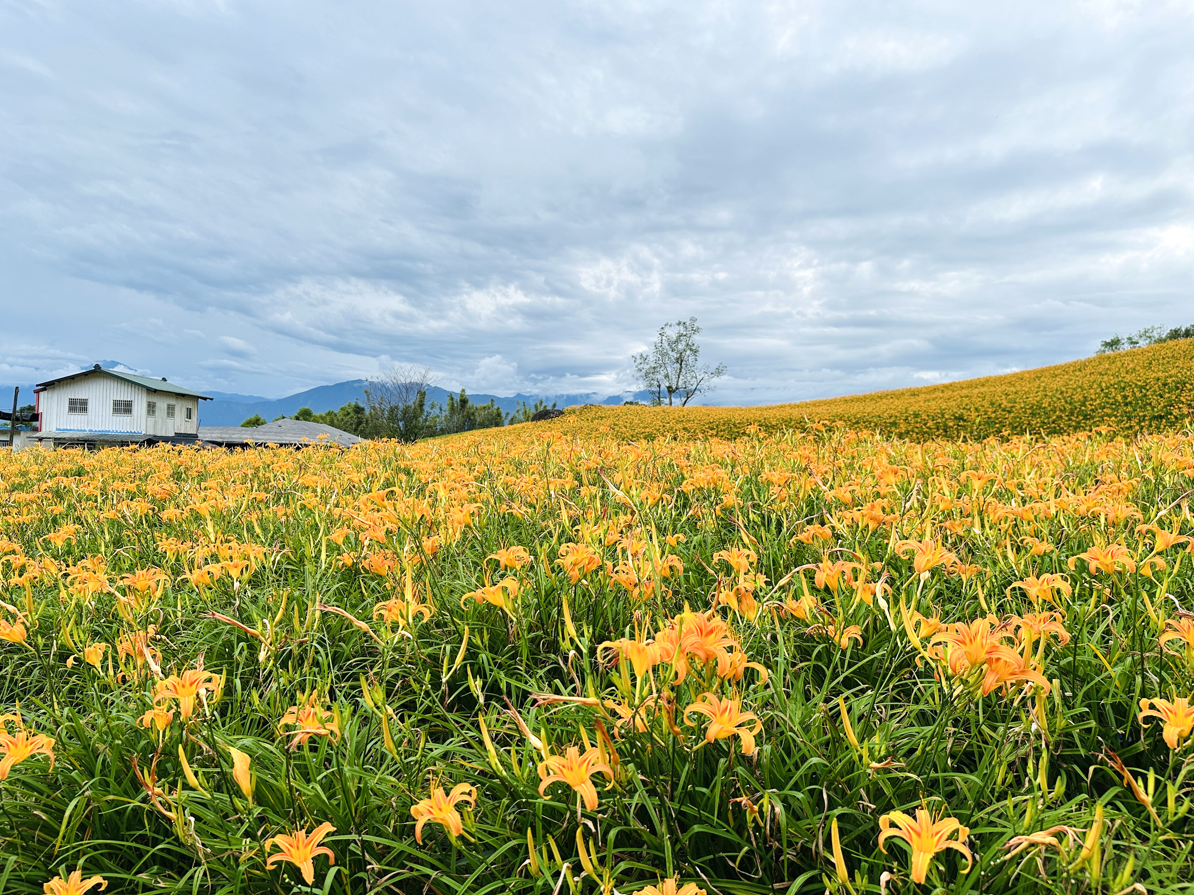 2025赤科山金針花季一日遊｜花海拍照秘境、窯燒金針體驗＋加