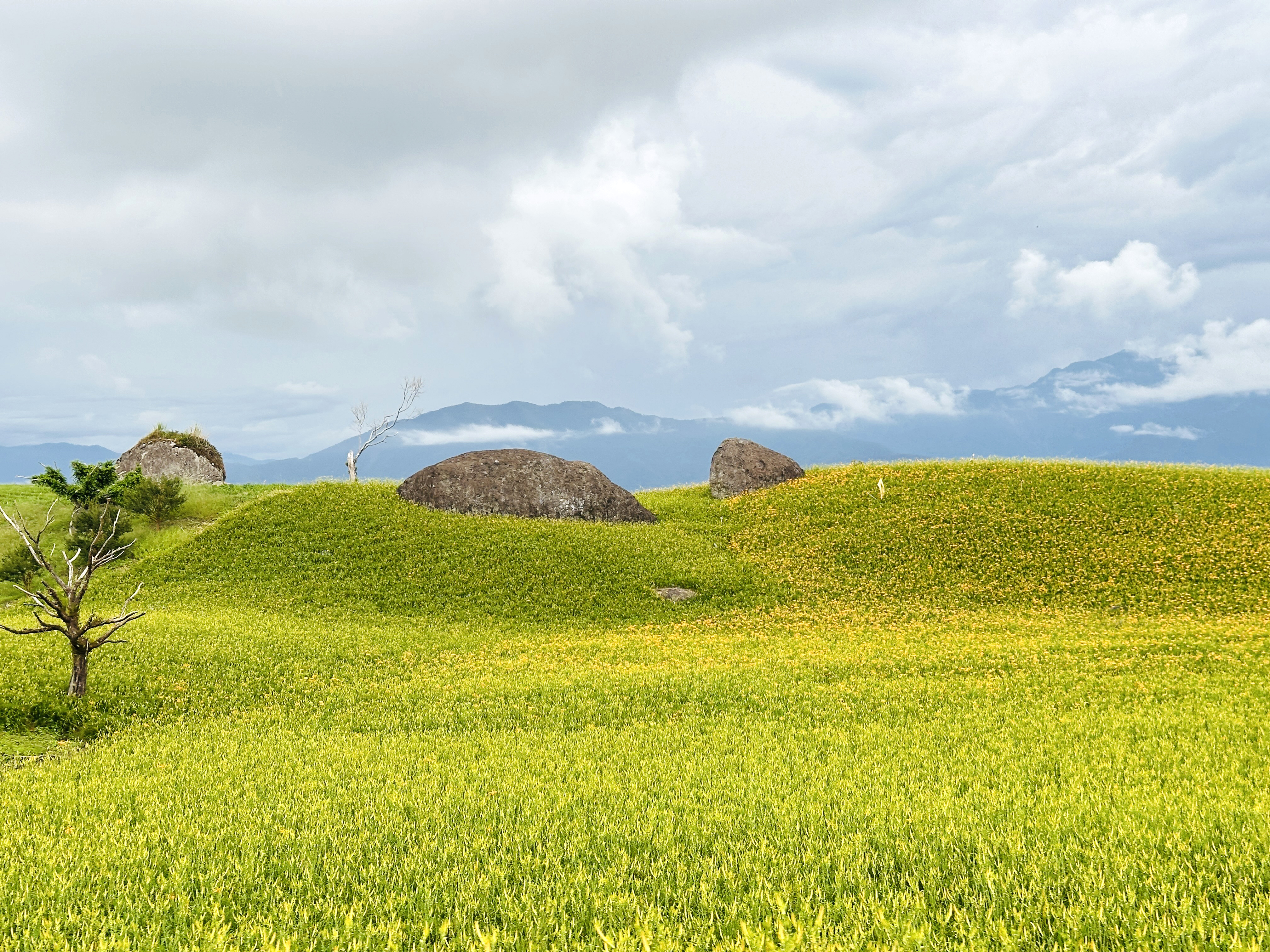 2025赤科山金針花季一日遊｜花海拍照秘境、窯燒金針體驗＋加