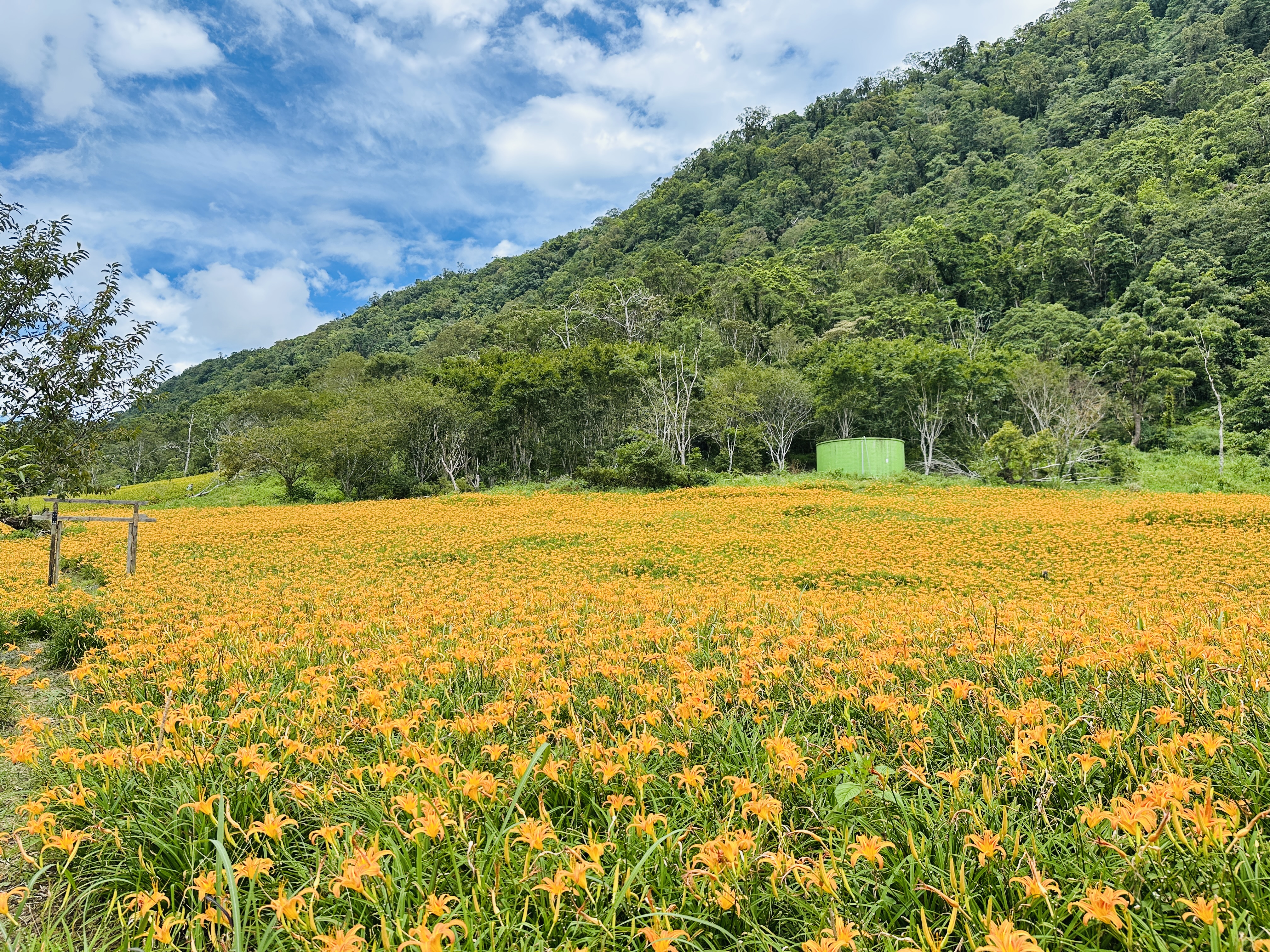 2025赤科山金針花季一日遊｜花海拍照秘境、窯燒金針體驗＋加
