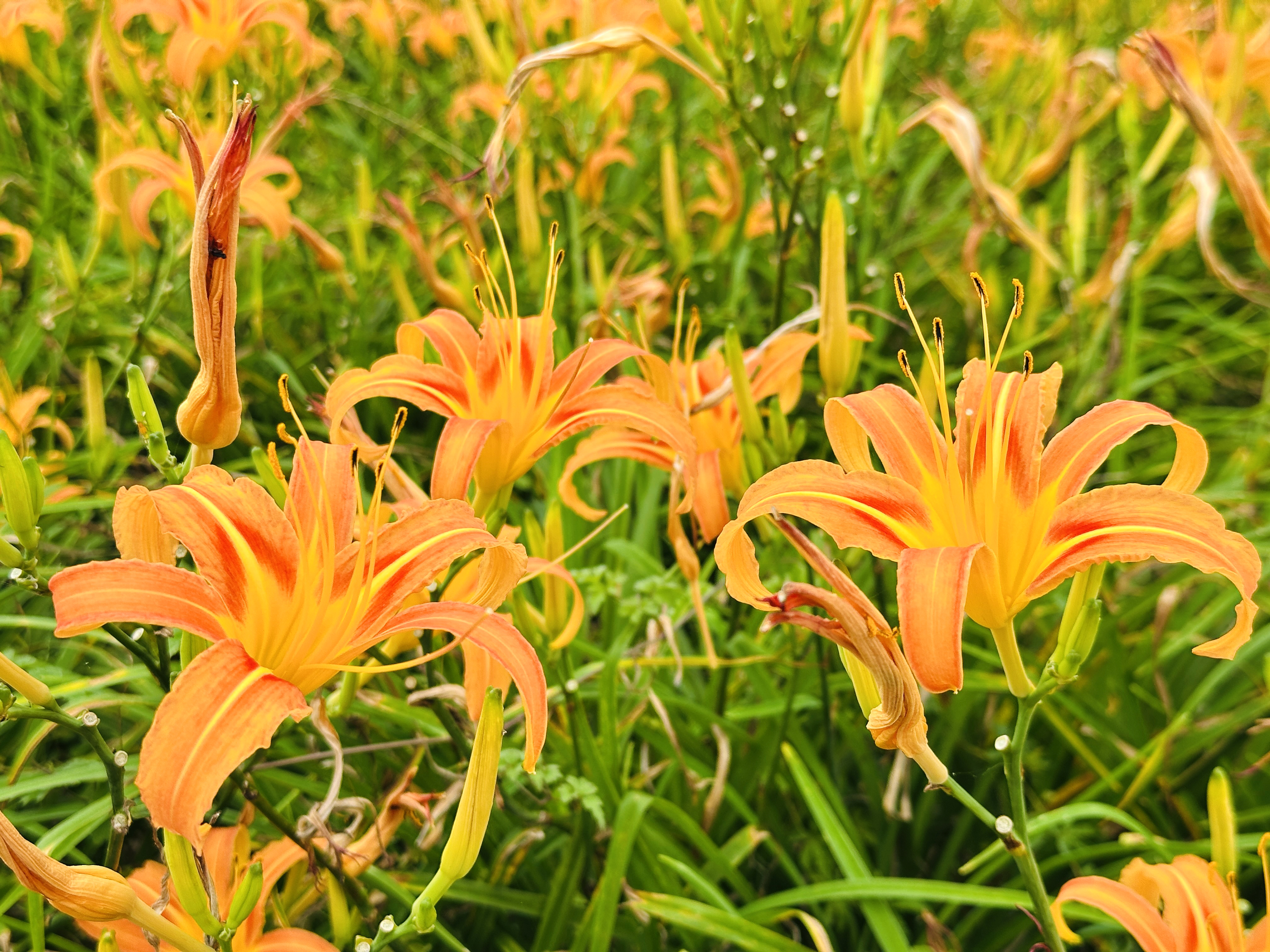 2025赤科山金針花季一日遊｜花海拍照秘境、窯燒金針體驗＋加