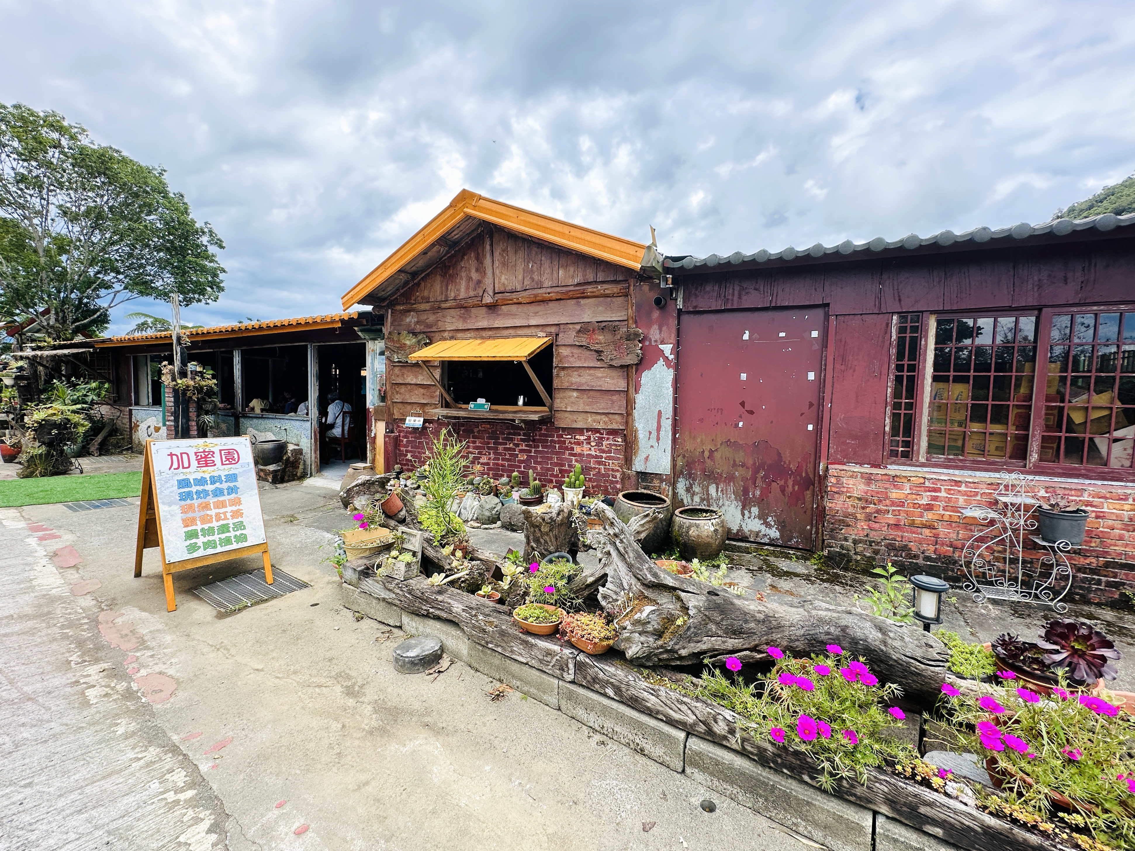 2025赤科山金針花季一日遊｜花海拍照秘境、窯燒金針體驗＋加