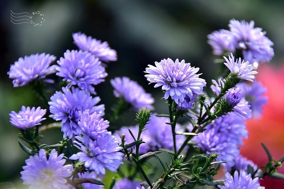 【雅聞魅力博物館】：孔雀紫苑