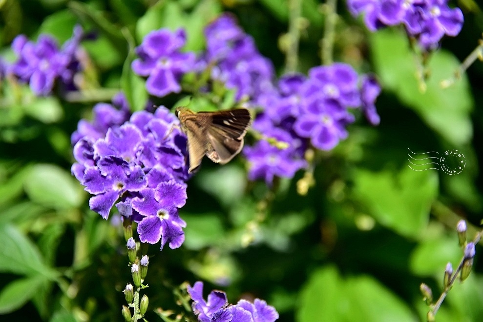 【雅聞魅力博物館】：金露花