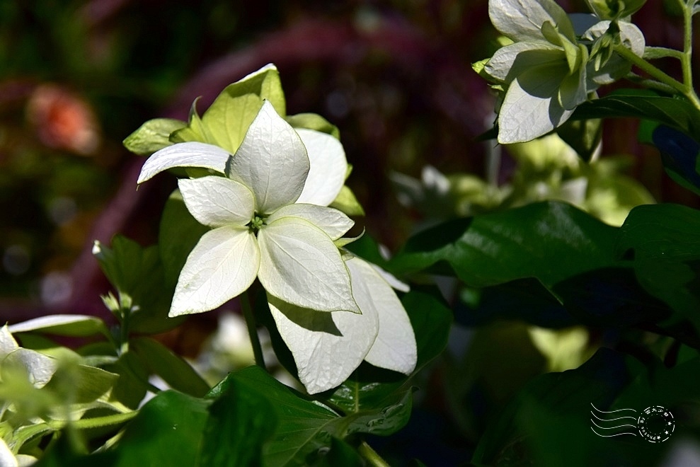 【雅聞魅力博物館】：白紙扇