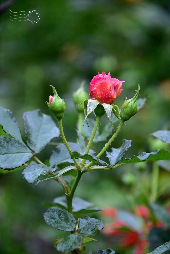 【雅聞魅力博物館】：玫瑰花園