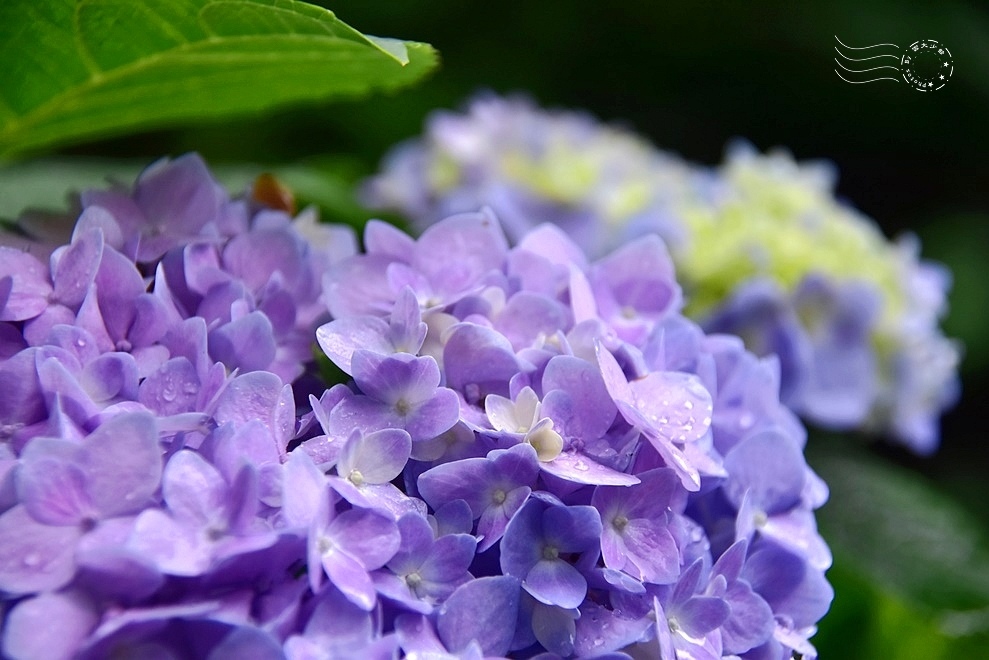 【雅聞魅力博物館】：繡球花