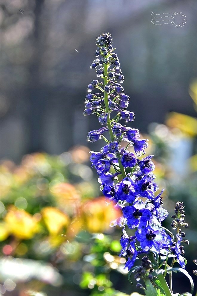 【雅聞魅力博物館】：飛燕草