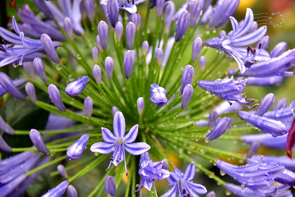 【雅聞魅力博物館】：百子蓮