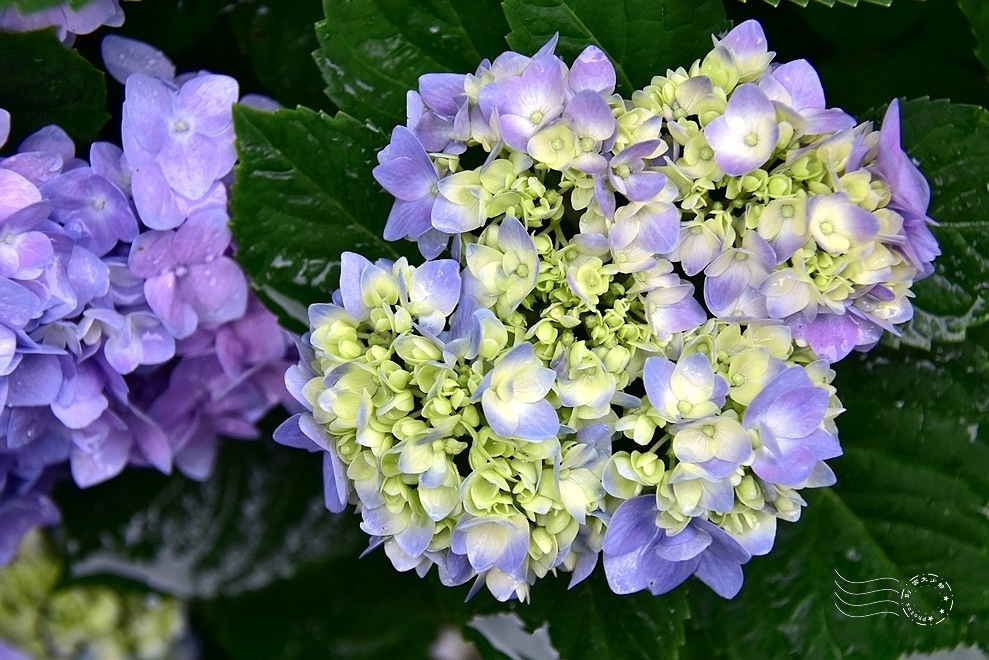 【雅聞魅力博物館】：繡球花