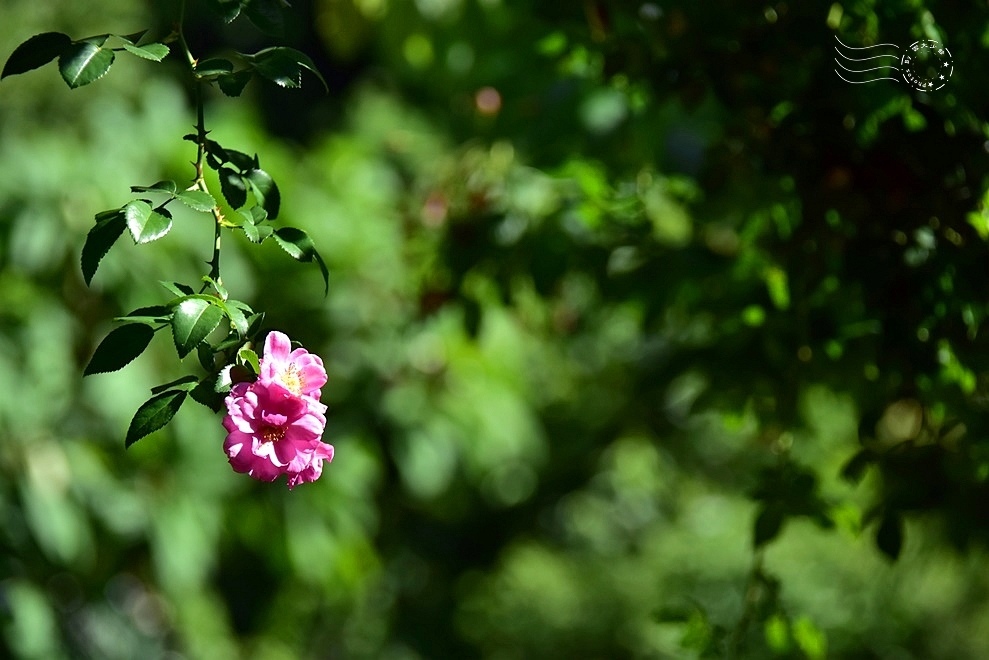 【雅聞魅力博物館】：玫瑰花園