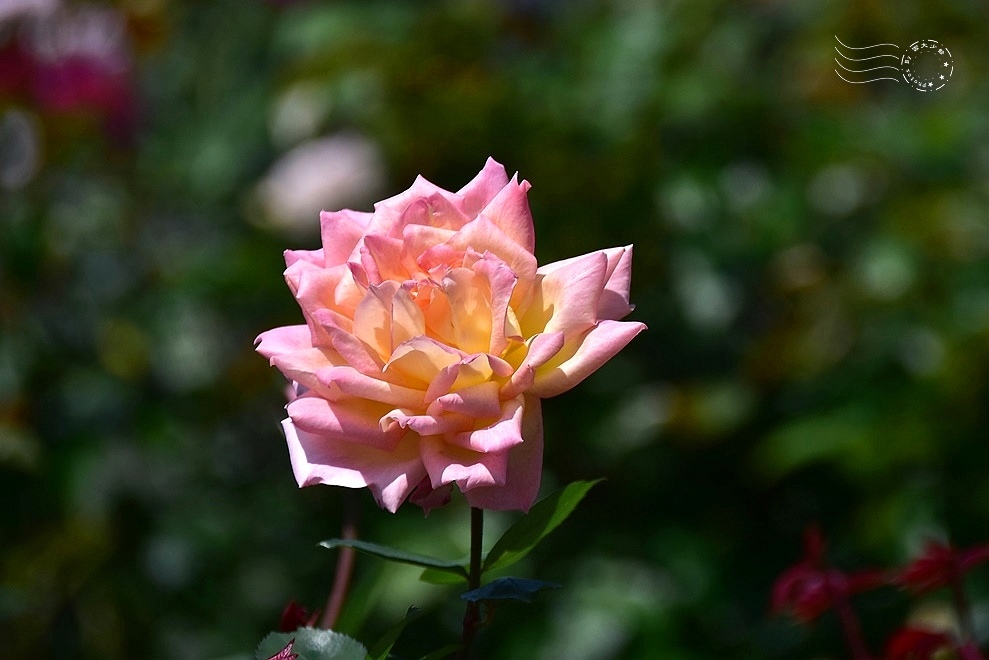 【雅聞魅力博物館】：玫瑰花園