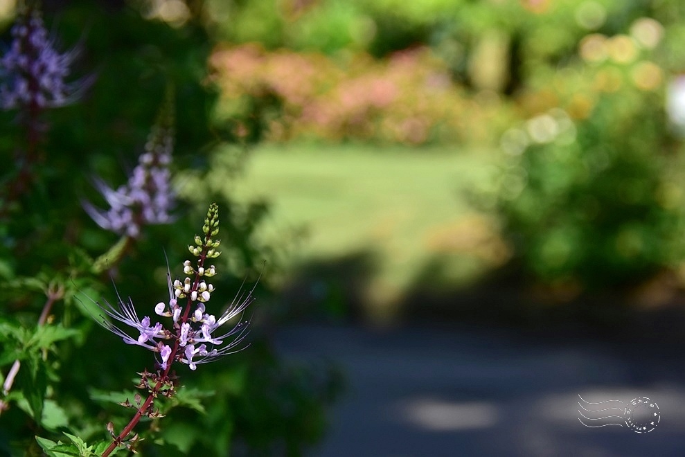 【雅聞魅力博物館】：貓鬚草
