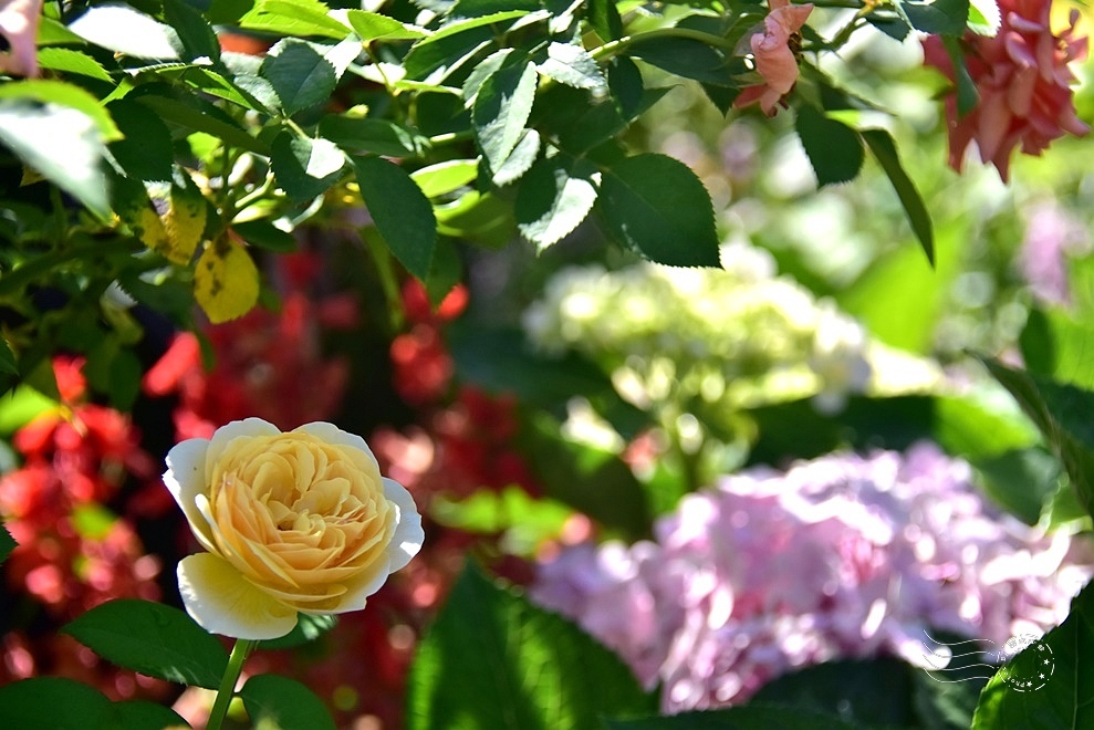 【雅聞魅力博物館】：玫瑰花園
