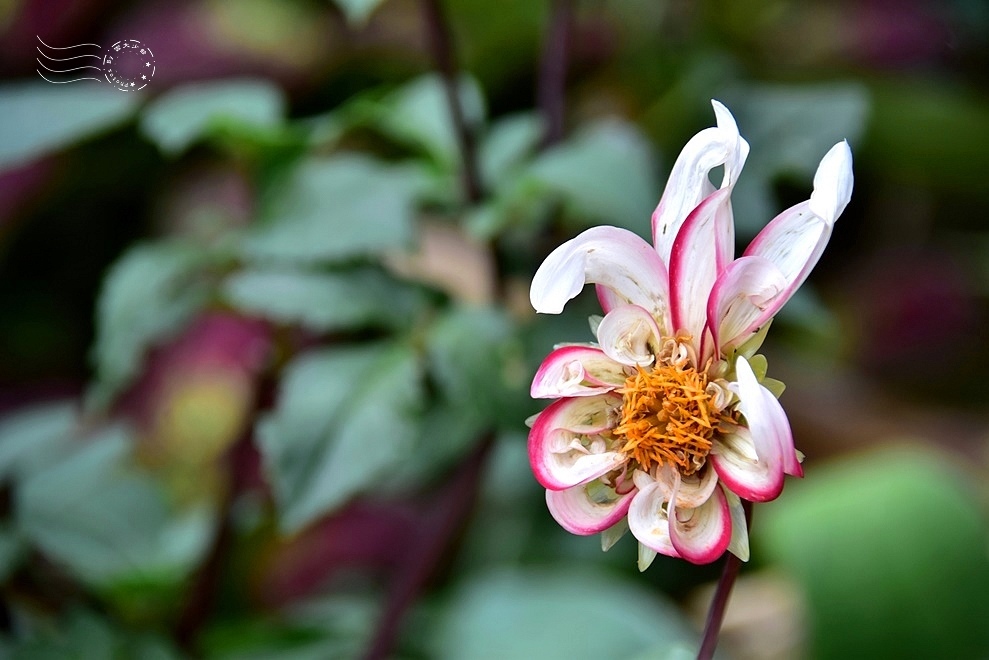 【雅聞魅力博物館】：大理花