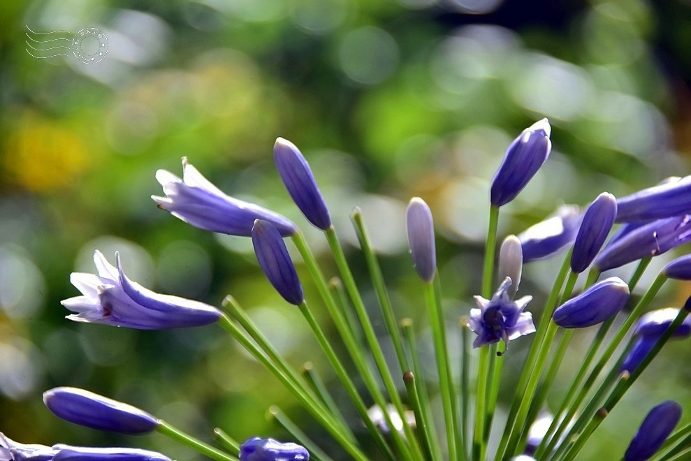 【雅聞魅力博物館】：百子蓮