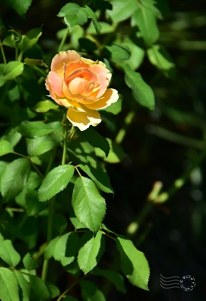 【雅聞魅力博物館】：玫瑰花園