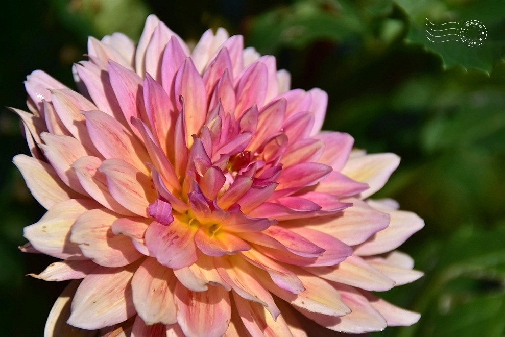 【雅聞魅力博物館】：大理花