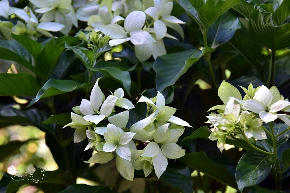 【雅聞魅力博物館】：白紙扇