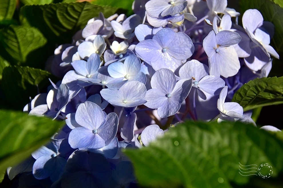 【雅聞魅力博物館】：繡球花