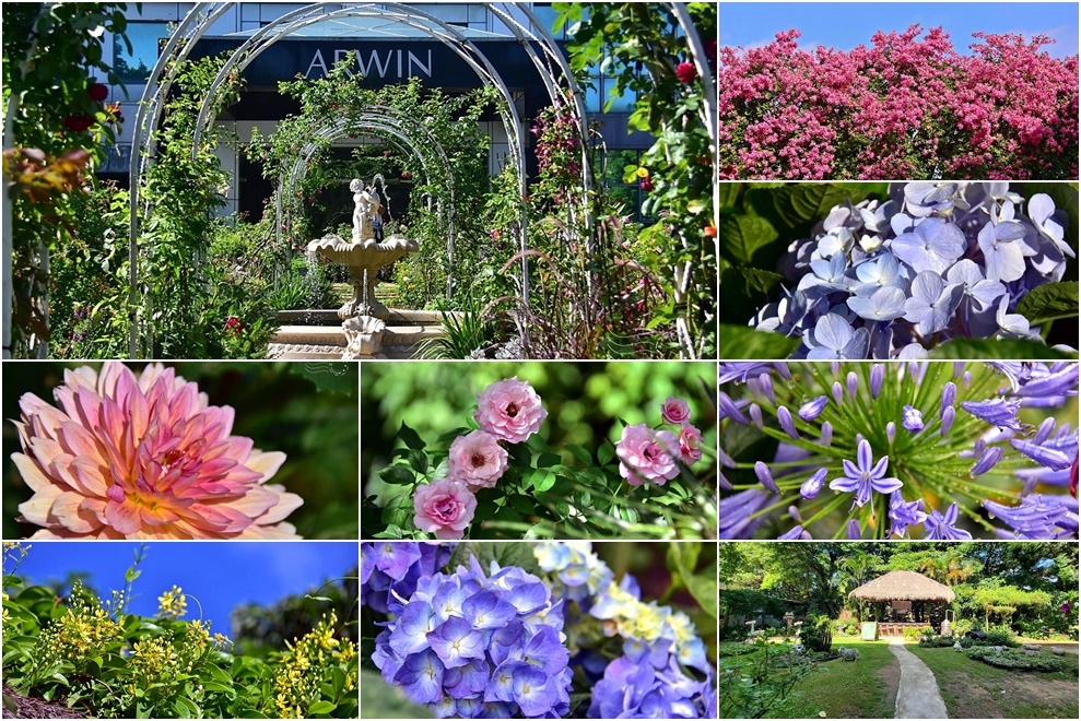 桃園楊梅【雅聞魅力博物館】：玫瑰花園