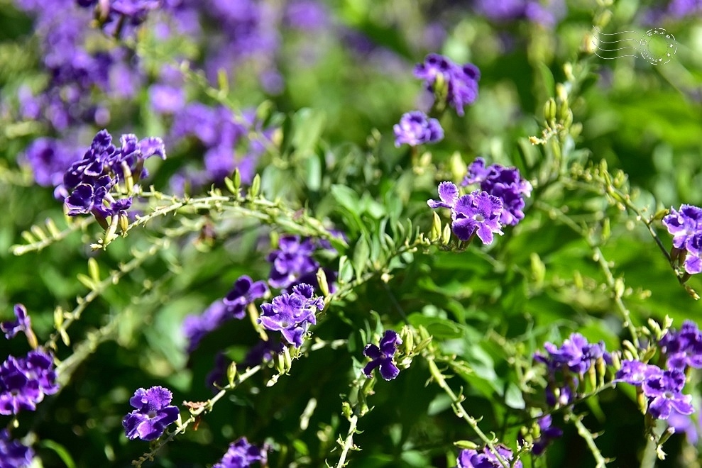 【雅聞魅力博物館】：金露花