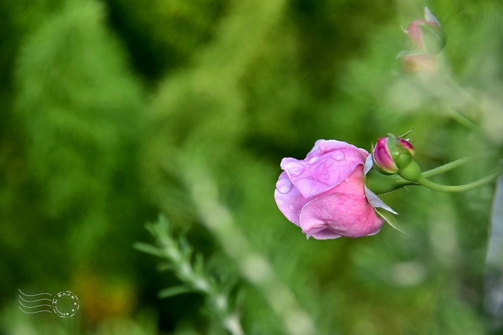 【雅聞魅力博物館】：玫瑰花園