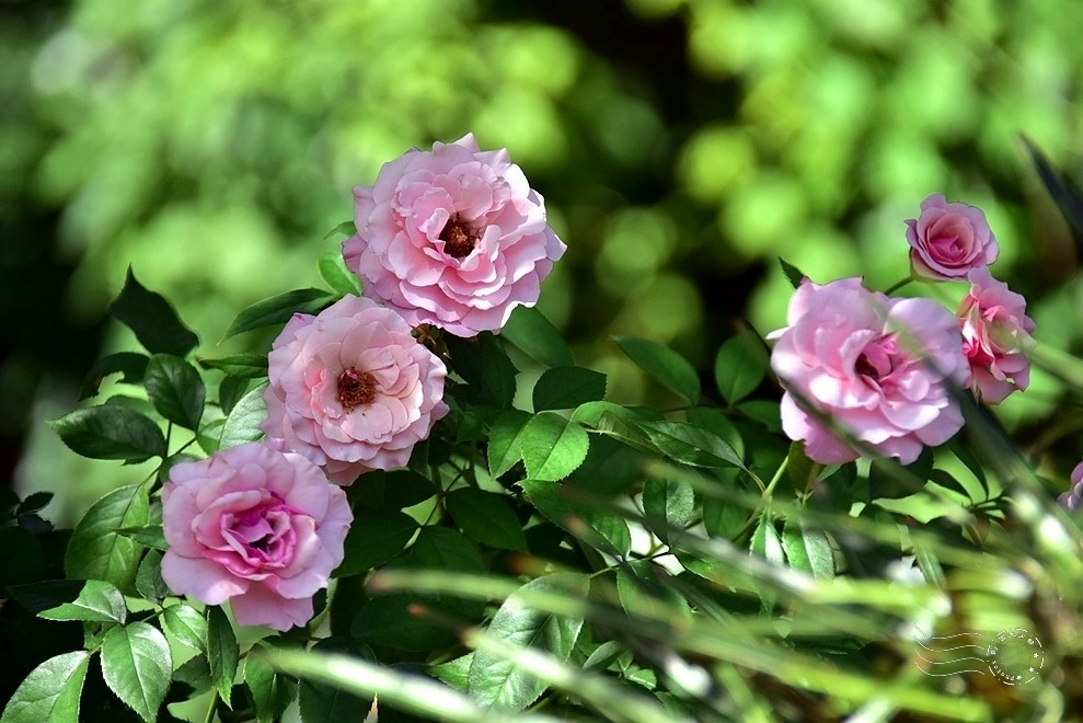 【雅聞魅力博物館】：天使薔薇