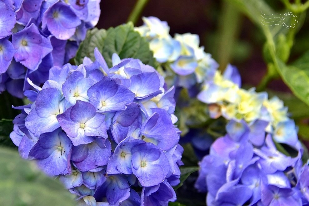 【雅聞魅力博物館】：繡球花