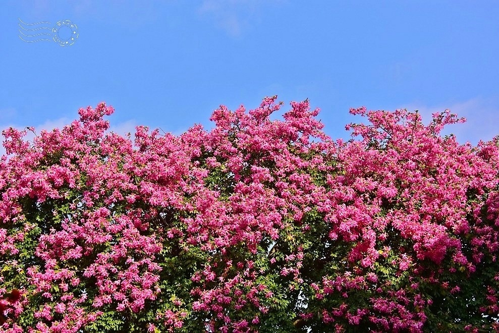 【雅聞魅力博物館】：美人樹