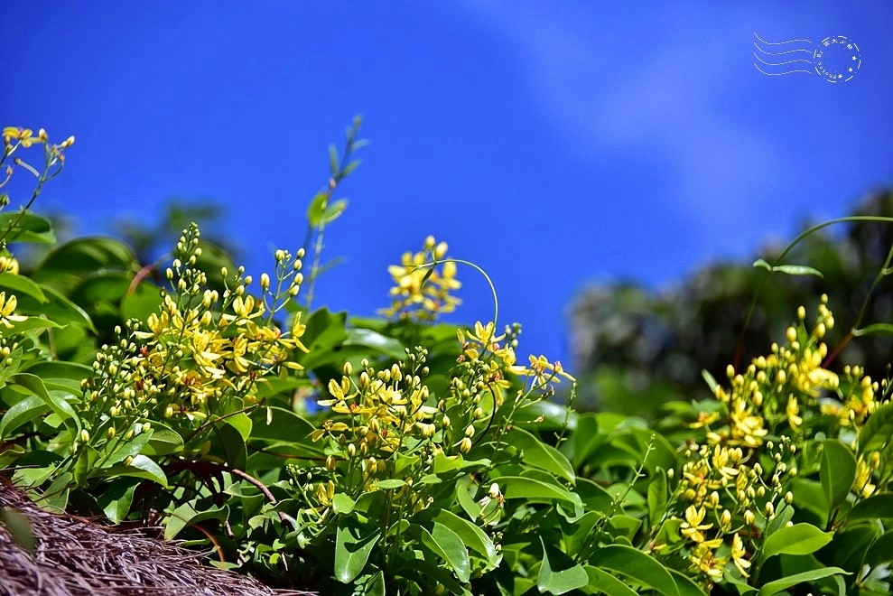 【雅聞魅力博物館】：三星果藤