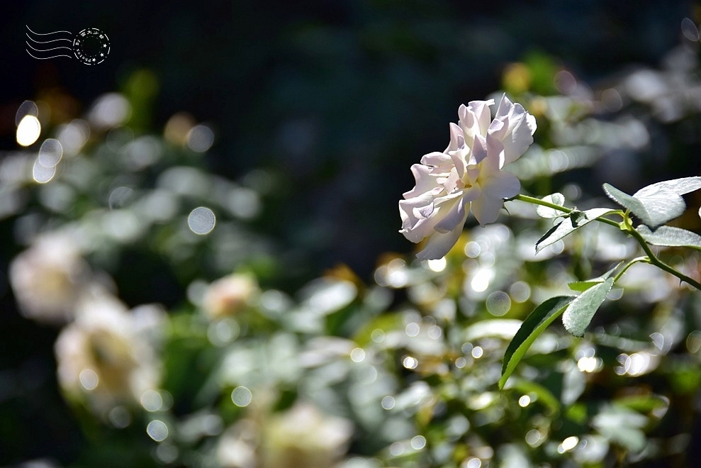 【雅聞魅力博物館】：玫瑰花園