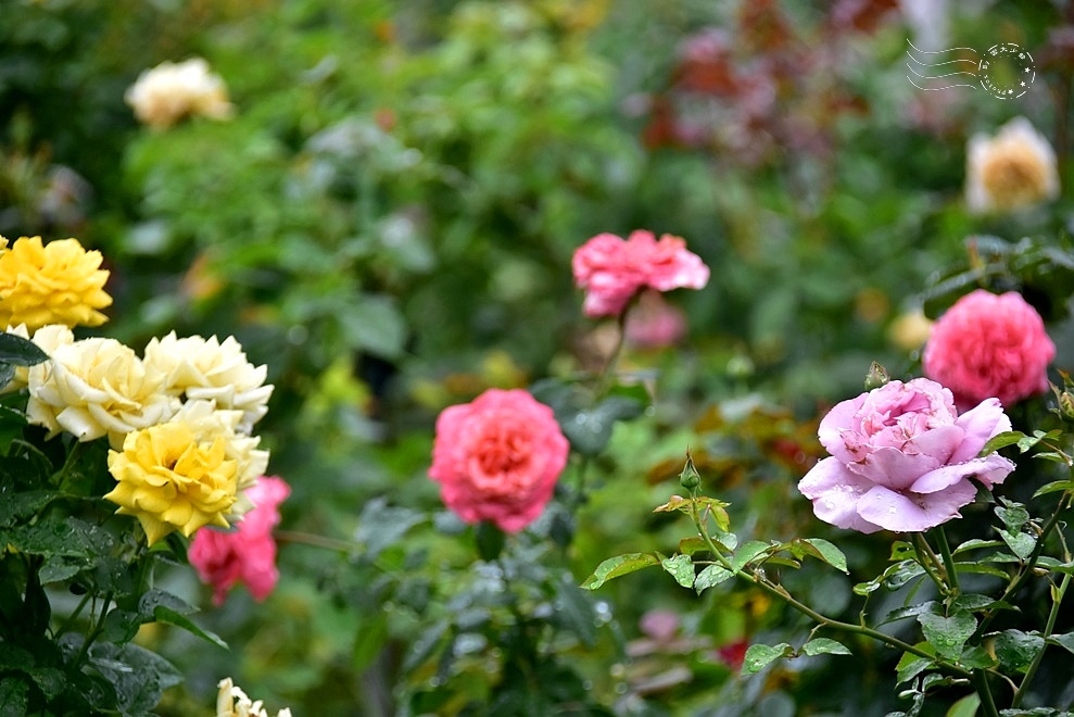 【雅聞魅力博物館】：玫瑰