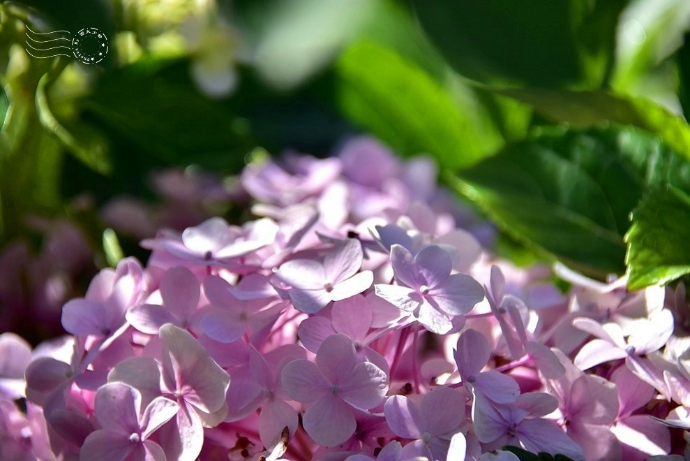 【雅聞魅力博物館】：繡球花