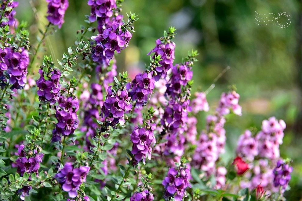 【雅聞魅力博物館】：天使花