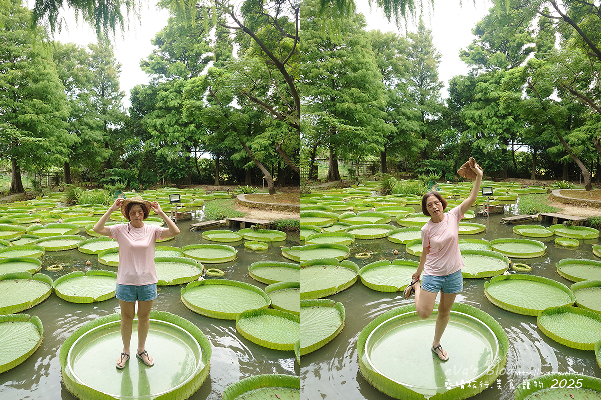 桃園市觀音區【桃園季節限定】蓮荷園休閒農場｜大王蓮水上漂體驗、寵物友善農園、美食洛神花臭豆腐、蓮子豆花。桃園景點