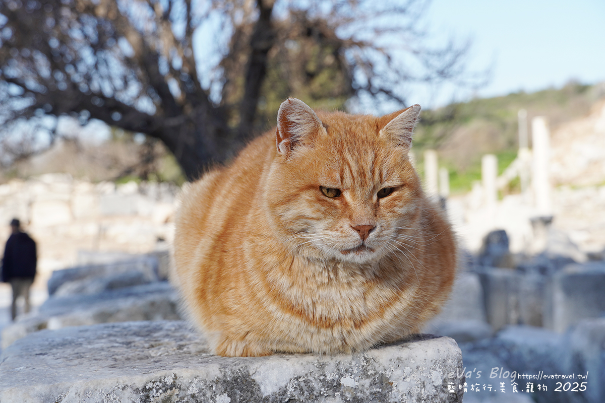 土耳其【土耳其蜜月旅遊】Ephesus Archaeological Site 艾菲索斯古城（以弗所）｜漫步千年古羅馬遺址令人驚嘆。土耳其景點