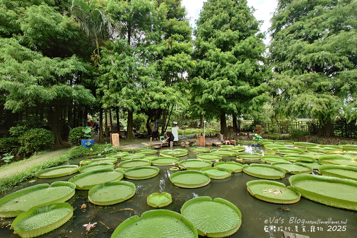 桃園市觀音區【桃園季節限定】蓮荷園休閒農場｜大王蓮水上漂體驗、寵物友善農園、美食洛神花臭豆腐、蓮子豆花。桃園景點