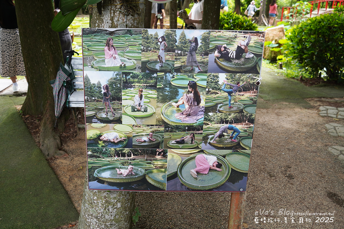 桃園市觀音區【桃園季節限定】蓮荷園休閒農場｜大王蓮水上漂體驗、寵物友善農園、美食洛神花臭豆腐、蓮子豆花。桃園景點
