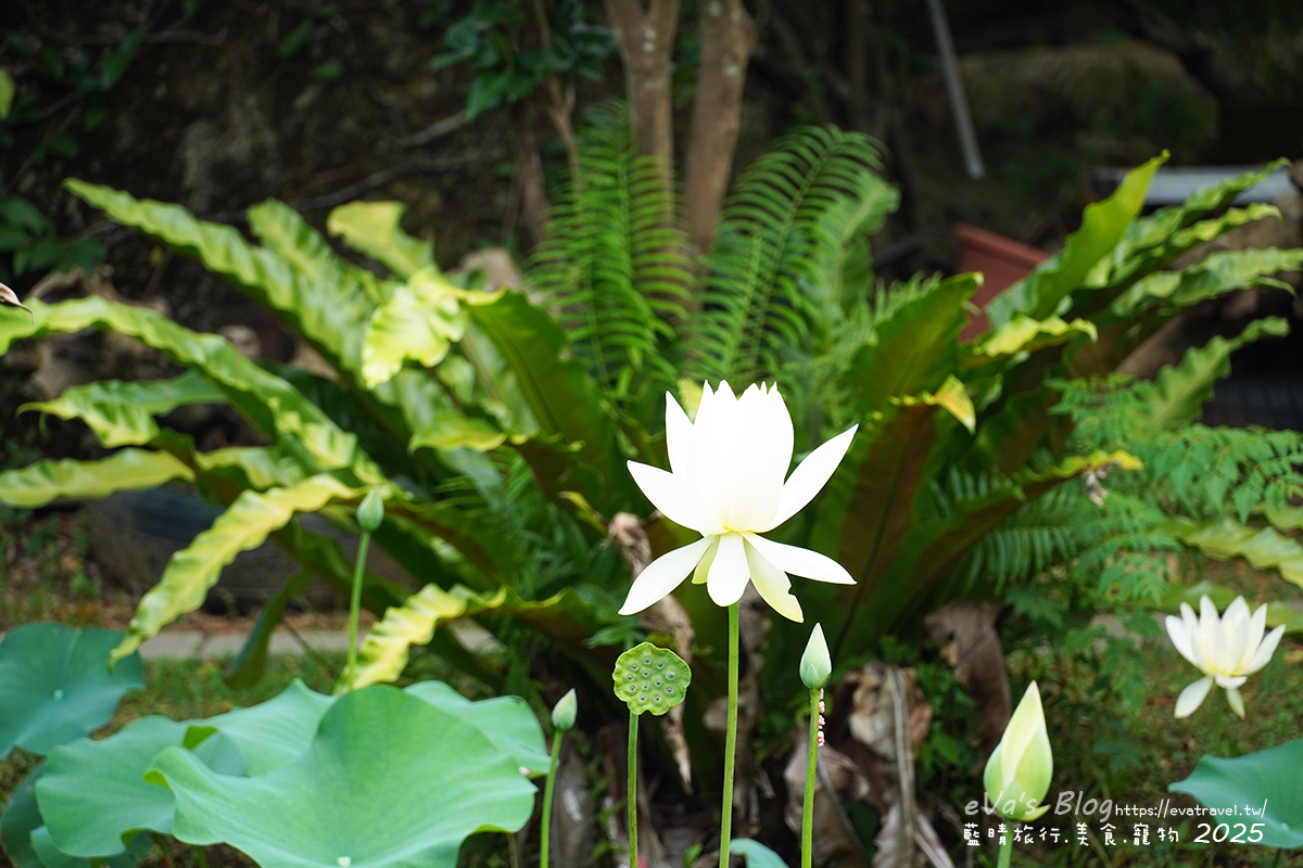 桃園市觀音區【桃園季節限定】蓮荷園休閒農場｜大王蓮水上漂體驗、寵物友善農園、美食洛神花臭豆腐、蓮子豆花。桃園景點