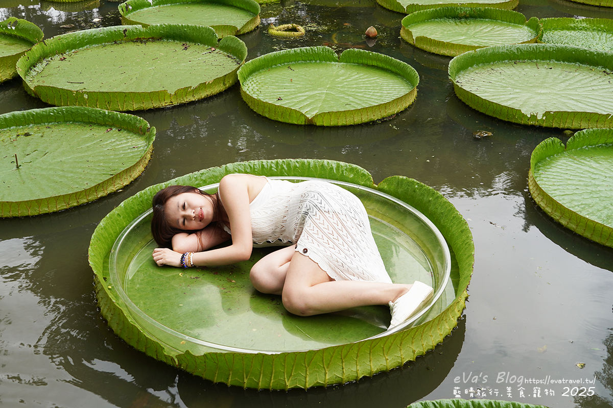 桃園市觀音區【桃園季節限定】蓮荷園休閒農場｜大王蓮水上漂體驗、寵物友善農園、美食洛神花臭豆腐、蓮子豆花。桃園景點