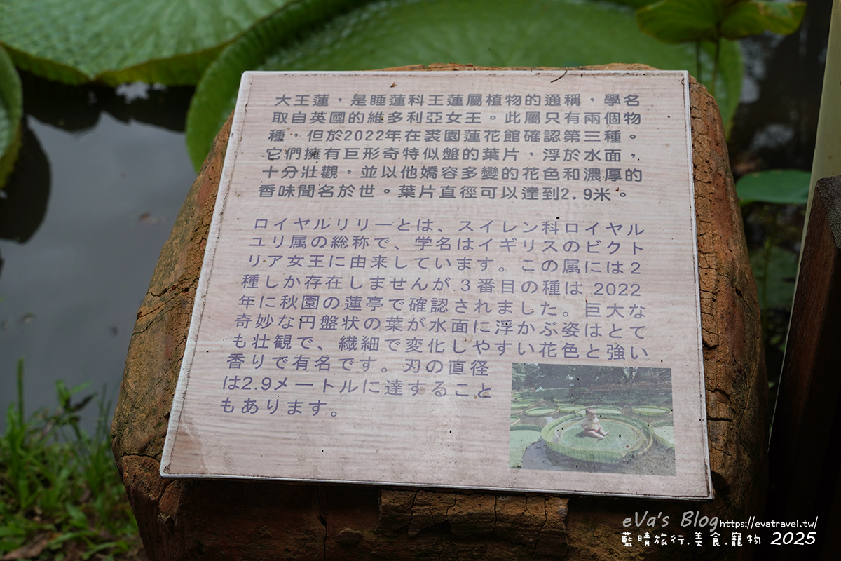 桃園市觀音區【桃園季節限定】蓮荷園休閒農場｜大王蓮水上漂體驗、寵物友善農園、美食洛神花臭豆腐、蓮子豆花。桃園景點