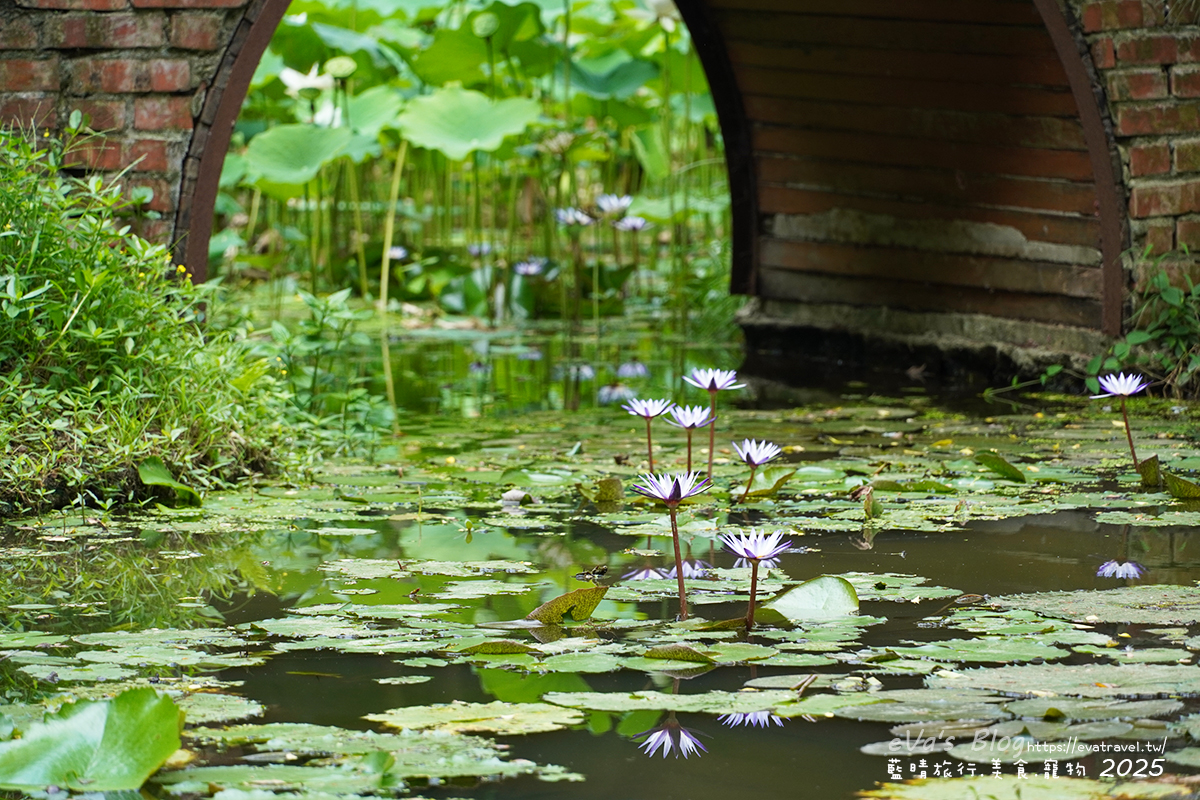 桃園市觀音區【桃園季節限定】蓮荷園休閒農場｜大王蓮水上漂體驗、寵物友善農園、美食洛神花臭豆腐、蓮子豆花。桃園景點