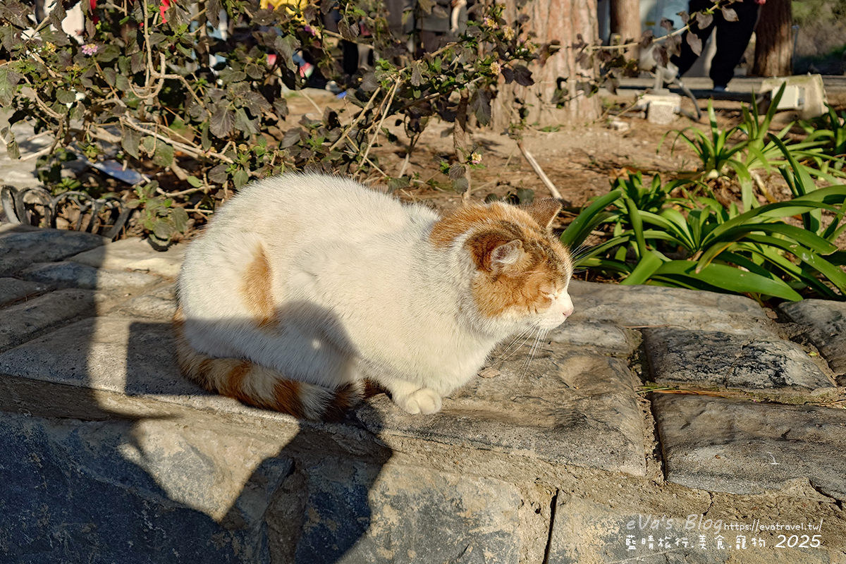 土耳其【土耳其蜜月旅遊】Ephesus Archaeological Site 艾菲索斯古城（以弗所）｜漫步千年古羅馬遺址令人驚嘆。土耳其景點