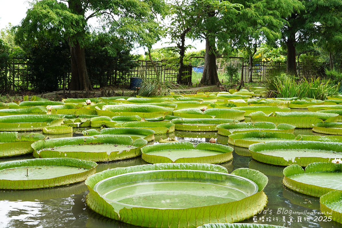 桃園市觀音區【桃園季節限定】蓮荷園休閒農場｜大王蓮水上漂體驗、寵物友善農園、美食洛神花臭豆腐、蓮子豆花。桃園景點