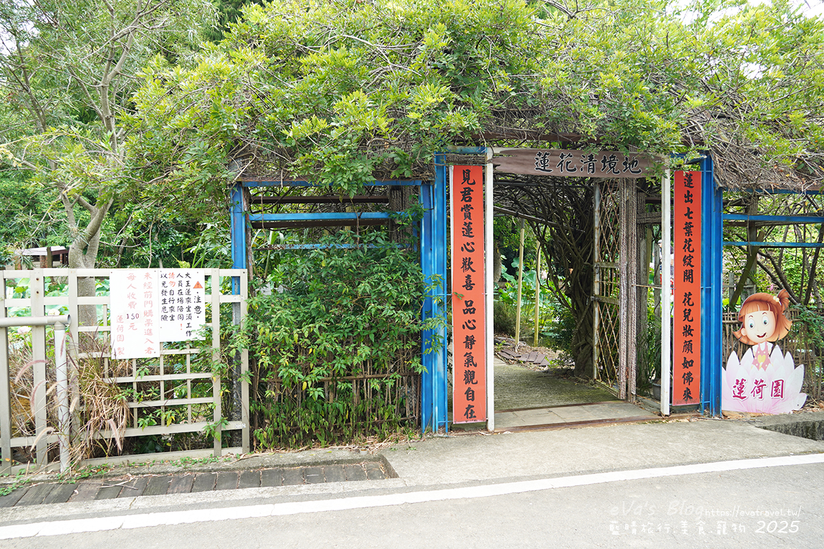 桃園市觀音區【桃園季節限定】蓮荷園休閒農場｜大王蓮水上漂體驗、寵物友善農園、美食洛神花臭豆腐、蓮子豆花。桃園景點